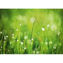 Eurographics Kitchen Glas SpritzschutzGreen Morning II 65cm X 90 Cm -Wenko Store 561830 1041 dgs dt40091 1